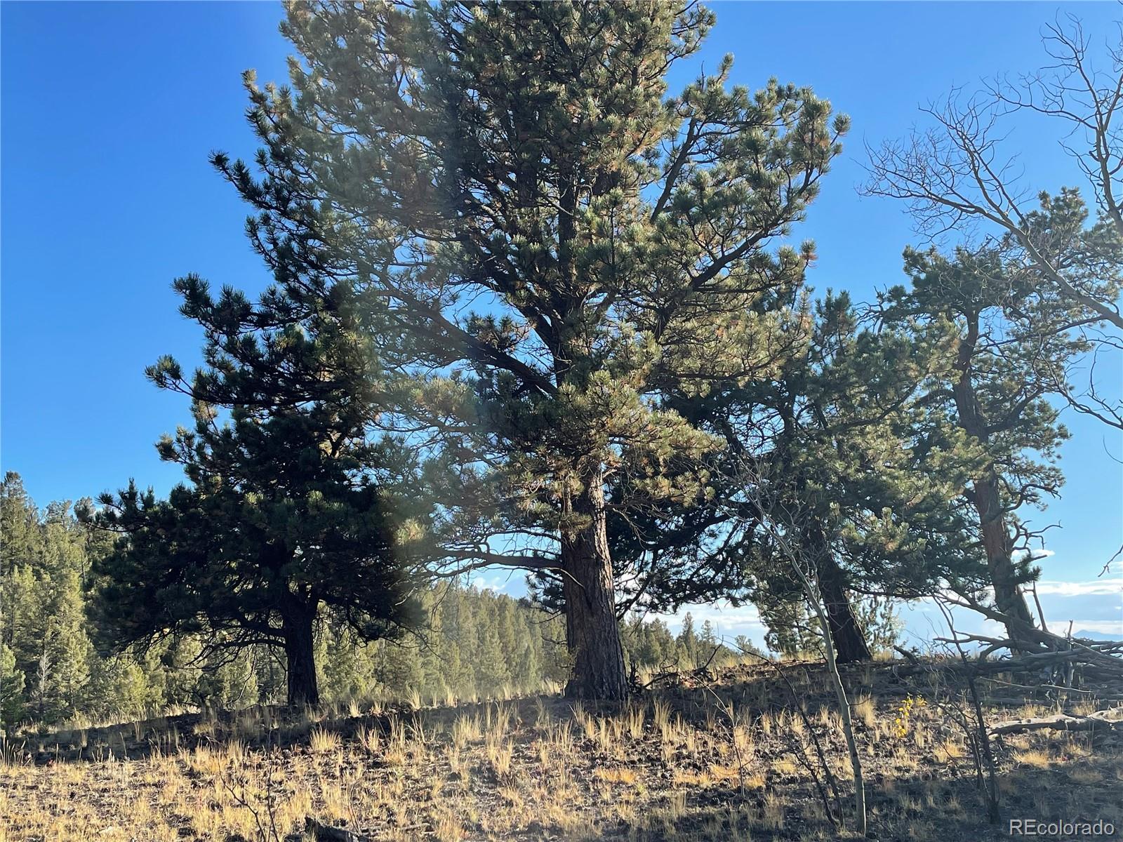 1314 Caracara Lane, Como, CO 80432, ,Land,For Sale,Caracara,REC7268221