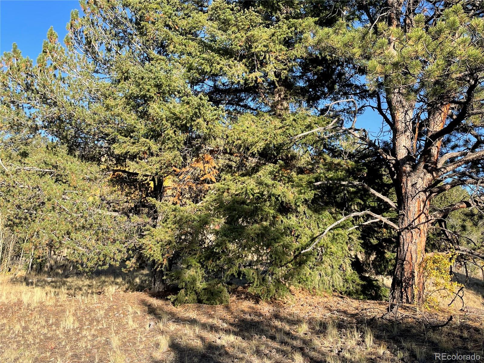 1314 Caracara Lane, Como, CO 80432, ,Land,For Sale,Caracara,REC7268221