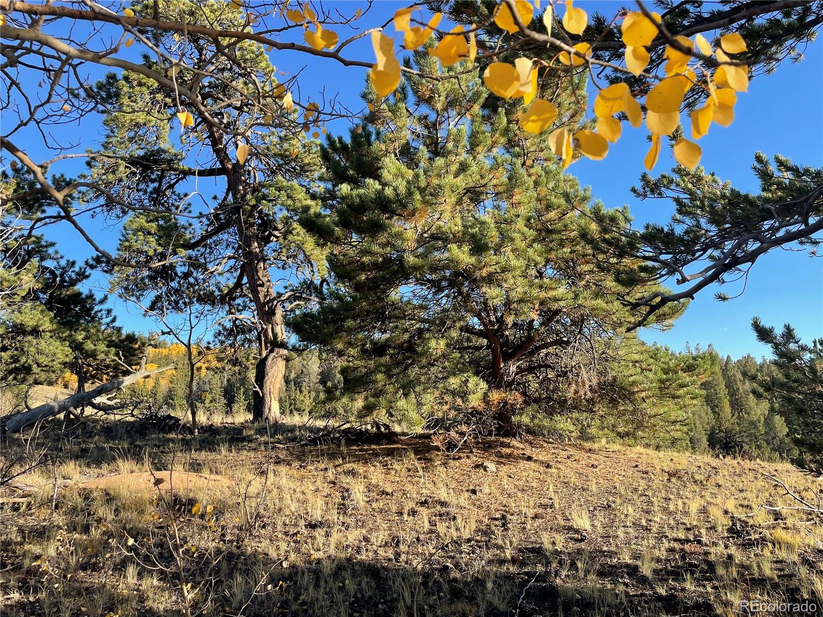 1314 Caracara Lane, Como, CO 80432, ,Land,For Sale,Caracara,REC7268221