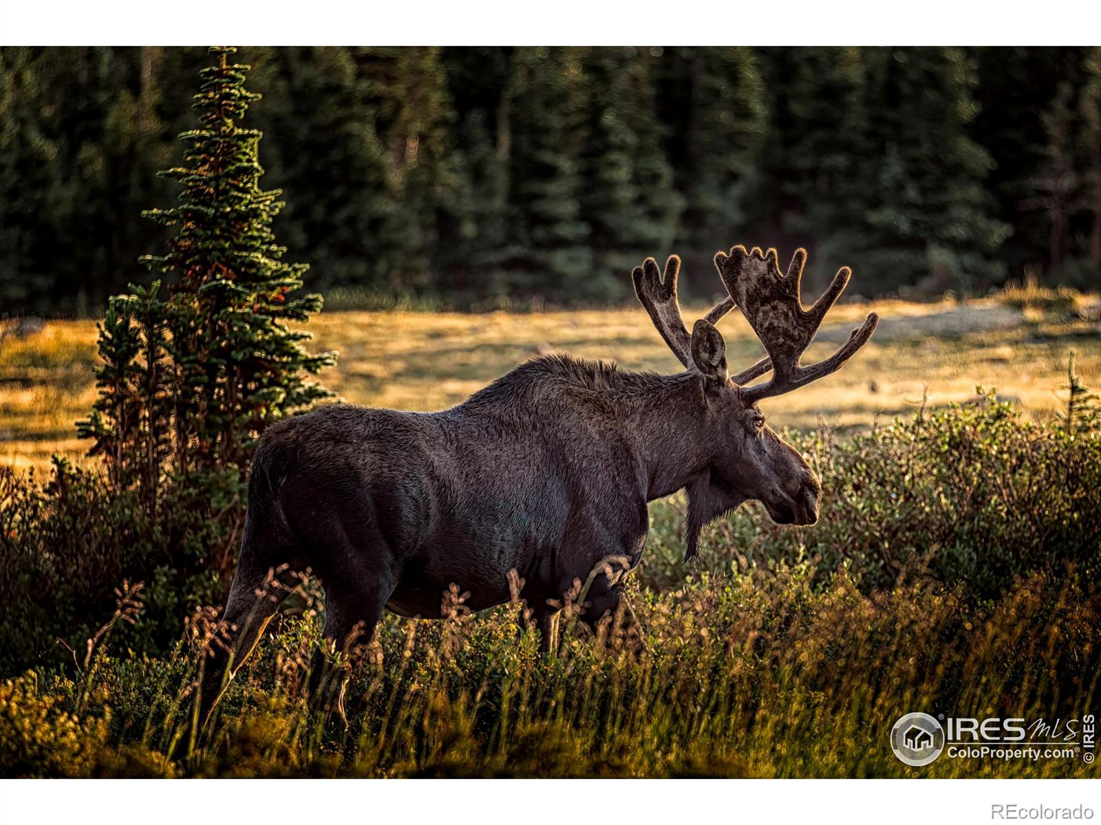 25 Chatham Street, Ward, CO 80481, 2 Bedrooms Bedrooms, ,1 BathroomBathrooms,Residential,For Sale,Chatham,RECIR1021393