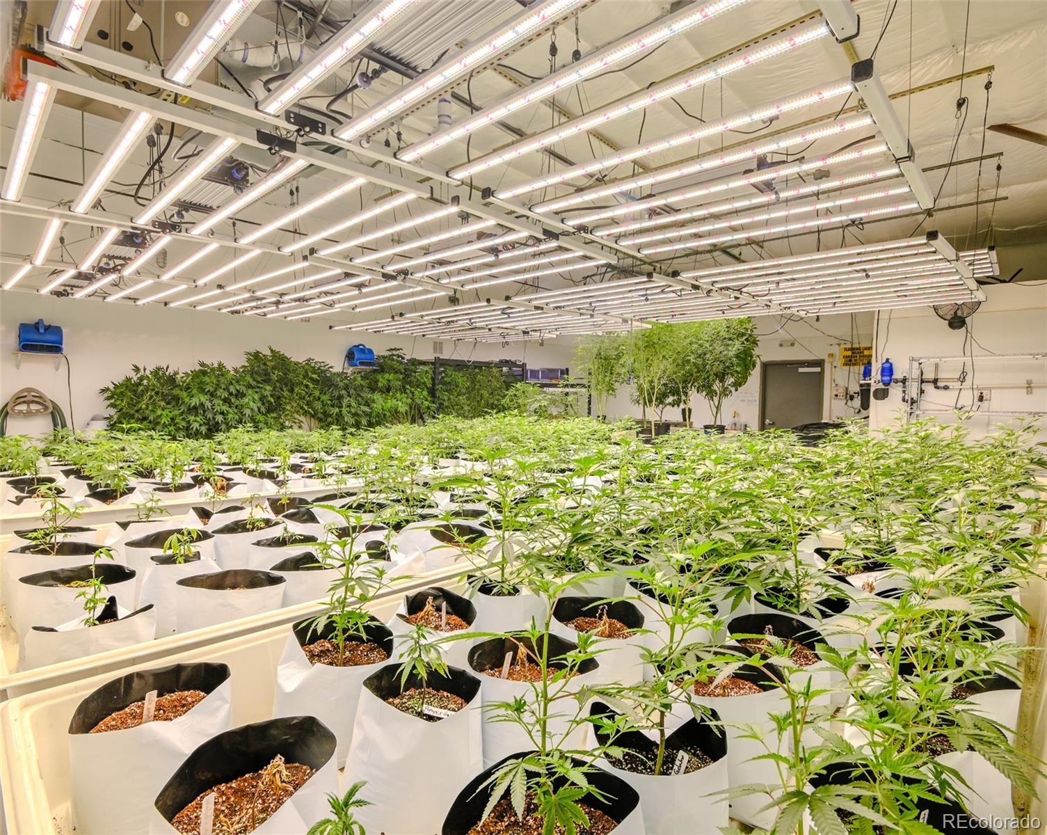 472 Laredo Street, Aurora, CO 80011, ,Commercial,For Sale,Pacifica Laredo,Laredo,REC7387097