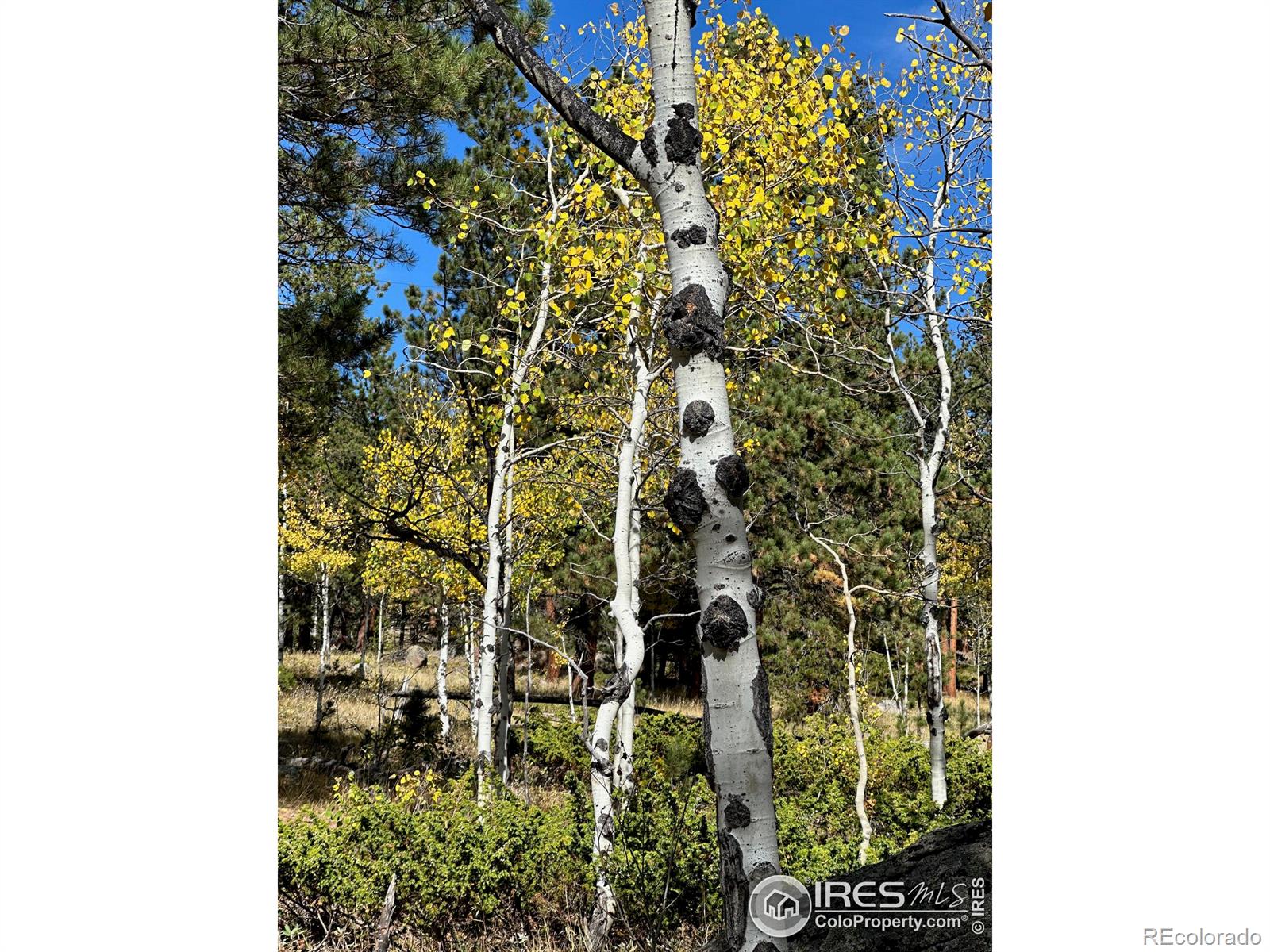 246 Tahosa Park South Road, Allenspark, CO 80510, ,Land,For Sale,Tahosa Park South,RECIR1022596