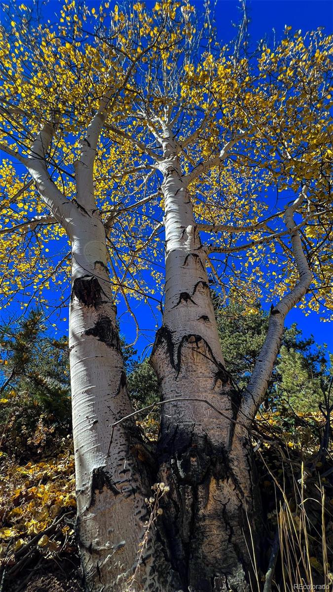 434 Dandy Jim Drive, Cripple Creek, CO 80813, ,Land,For Sale,Dandy Jim,REC9518963