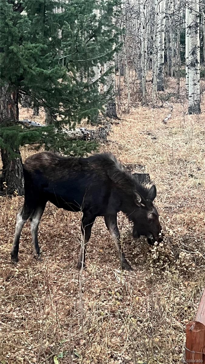 1333 High Creek Road, Fairplay, CO 80440, 3 Bedrooms Bedrooms, ,2 BathroomsBathrooms,Residential,For Sale,High Creek,REC6138563