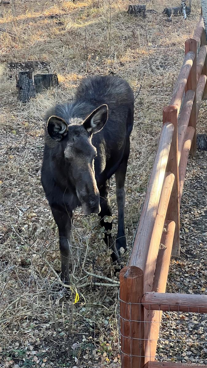 1333 High Creek Road, Fairplay, CO 80440, 3 Bedrooms Bedrooms, ,2 BathroomsBathrooms,Residential,For Sale,High Creek,REC6138563