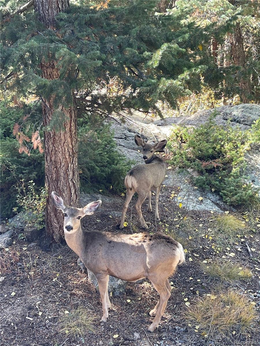 8959 Hillview Road, Morrison, CO 80465, 5 Bedrooms Bedrooms, ,3 BathroomsBathrooms,Residential,For Sale,Hillview,REC4810325