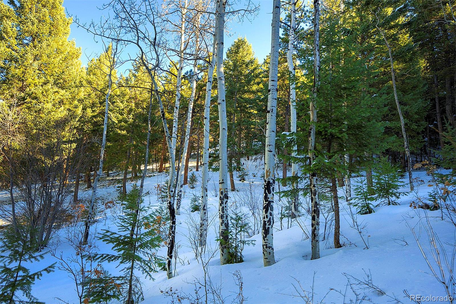 11725 S Maxwell Hill Road, Littleton, CO 80127, ,Land,For Sale,Maxwell Hill,REC4332846