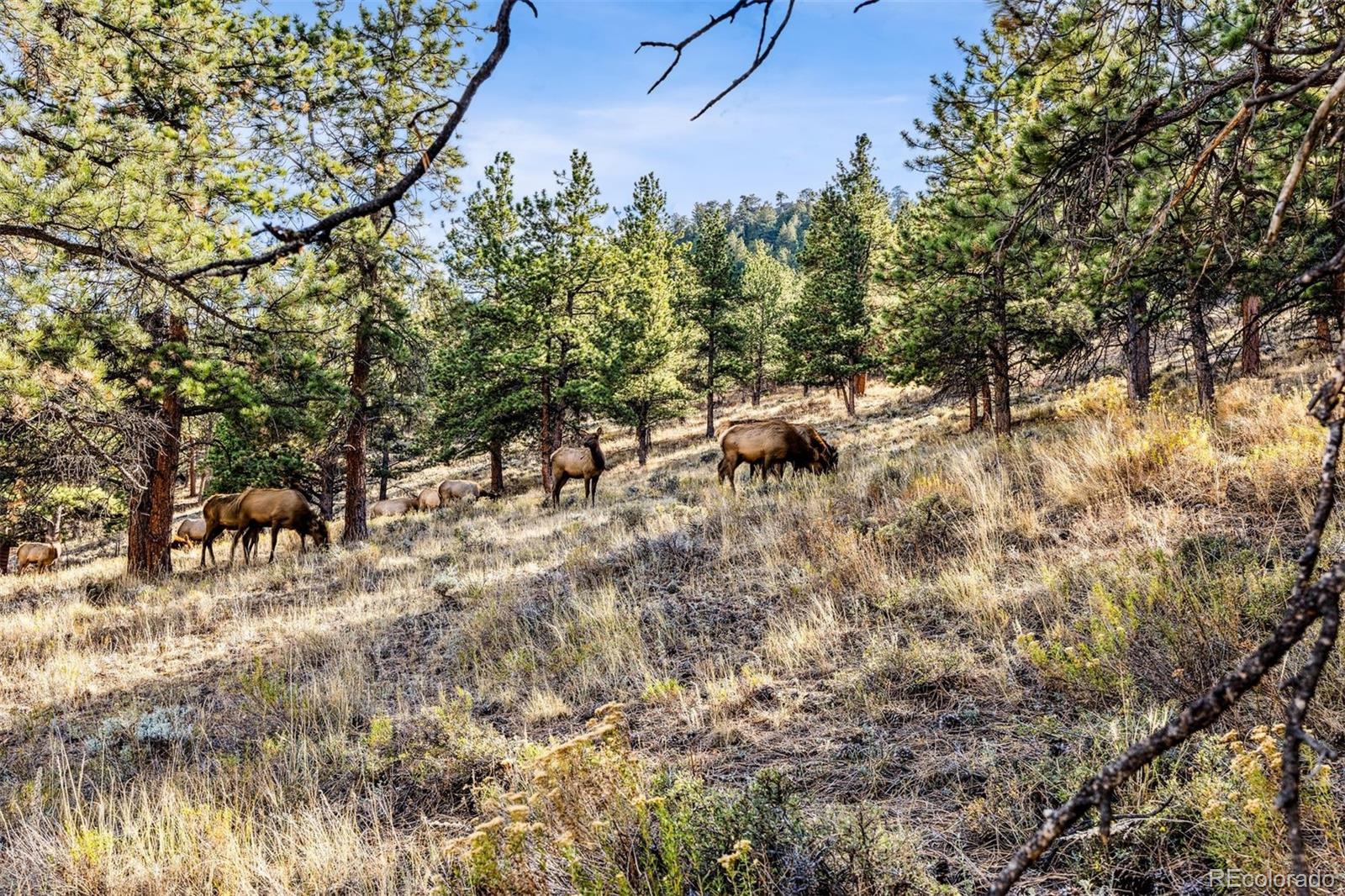 2450-2456 Eagle Cliff Road, Estes Park, CO 80517, ,Commercial,For Sale,Eagle Cliff,REC3313584