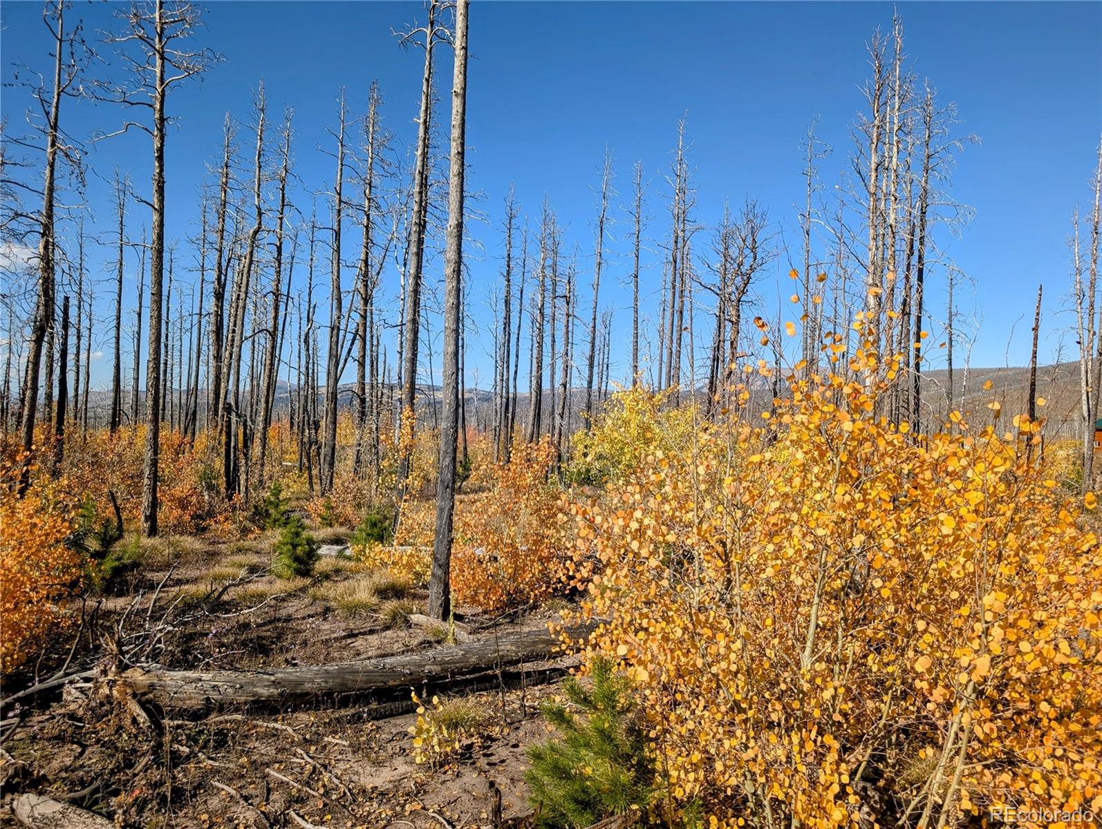 Lot 1368 Kings Lane, Fort Garland, CO 81133, ,Land,For Sale,Kings,REC3900291