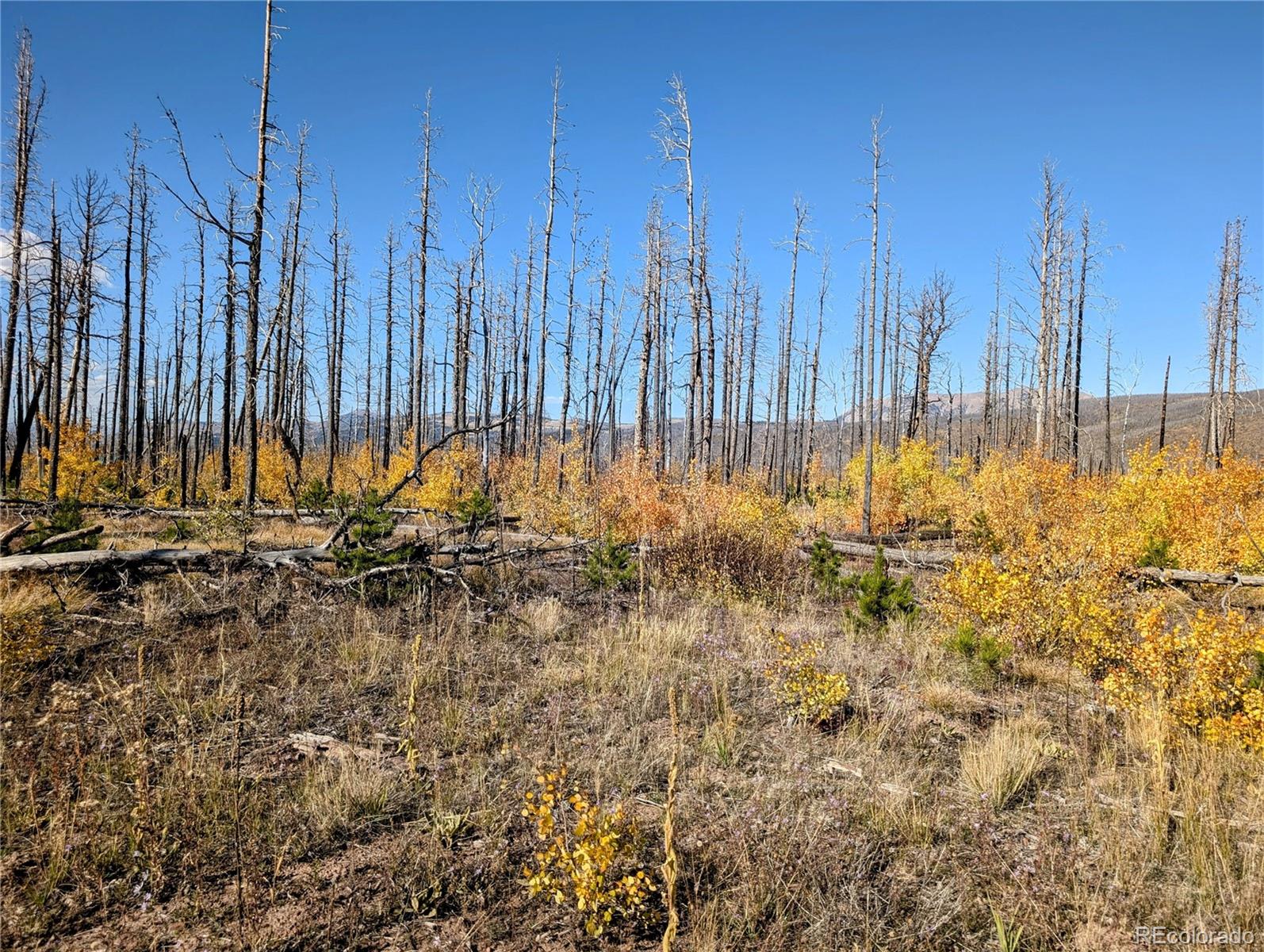 Lot 1368 Kings Lane, Fort Garland, CO 81133, ,Land,For Sale,Kings,REC3900291