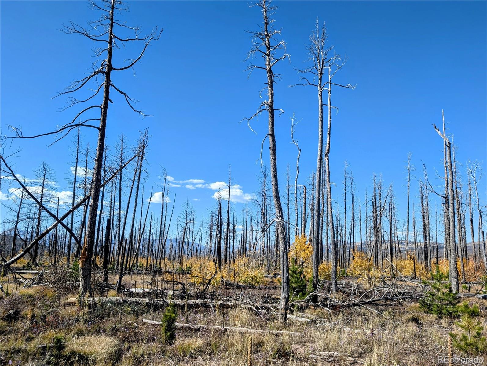 Lot 1368 Kings Lane, Fort Garland, CO 81133, ,Land,For Sale,Kings,REC3900291