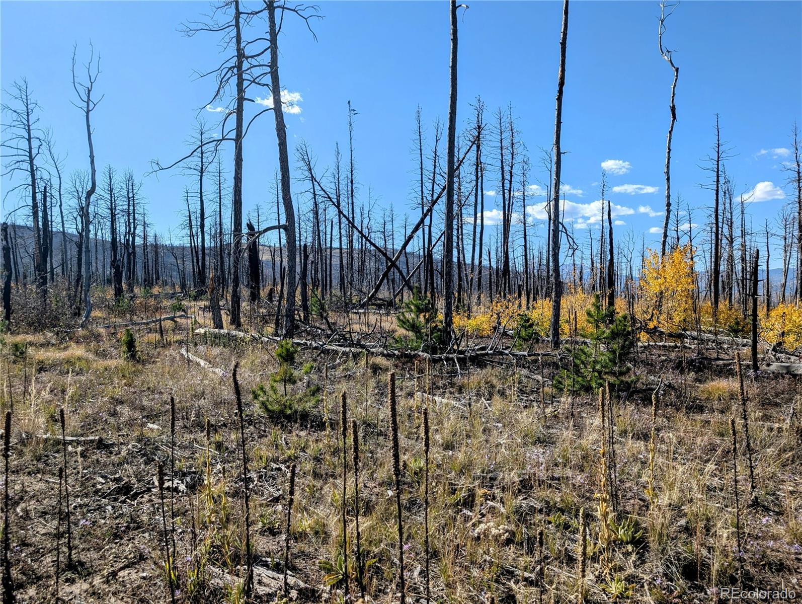 Lot 1368 Kings Lane, Fort Garland, CO 81133, ,Land,For Sale,Kings,REC3900291