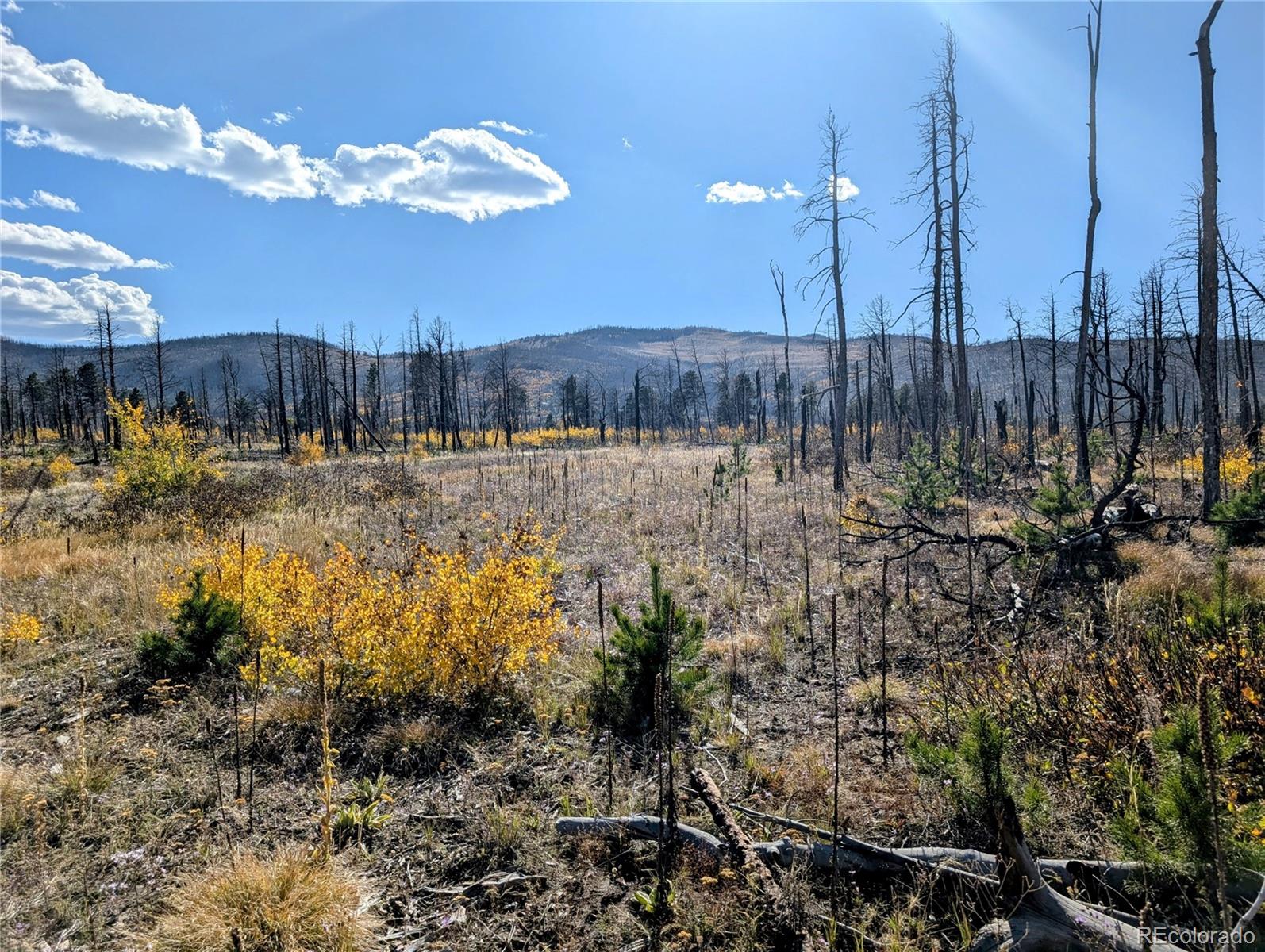 Lot 1368 Kings Lane, Fort Garland, CO 81133, ,Land,For Sale,Kings,REC3900291