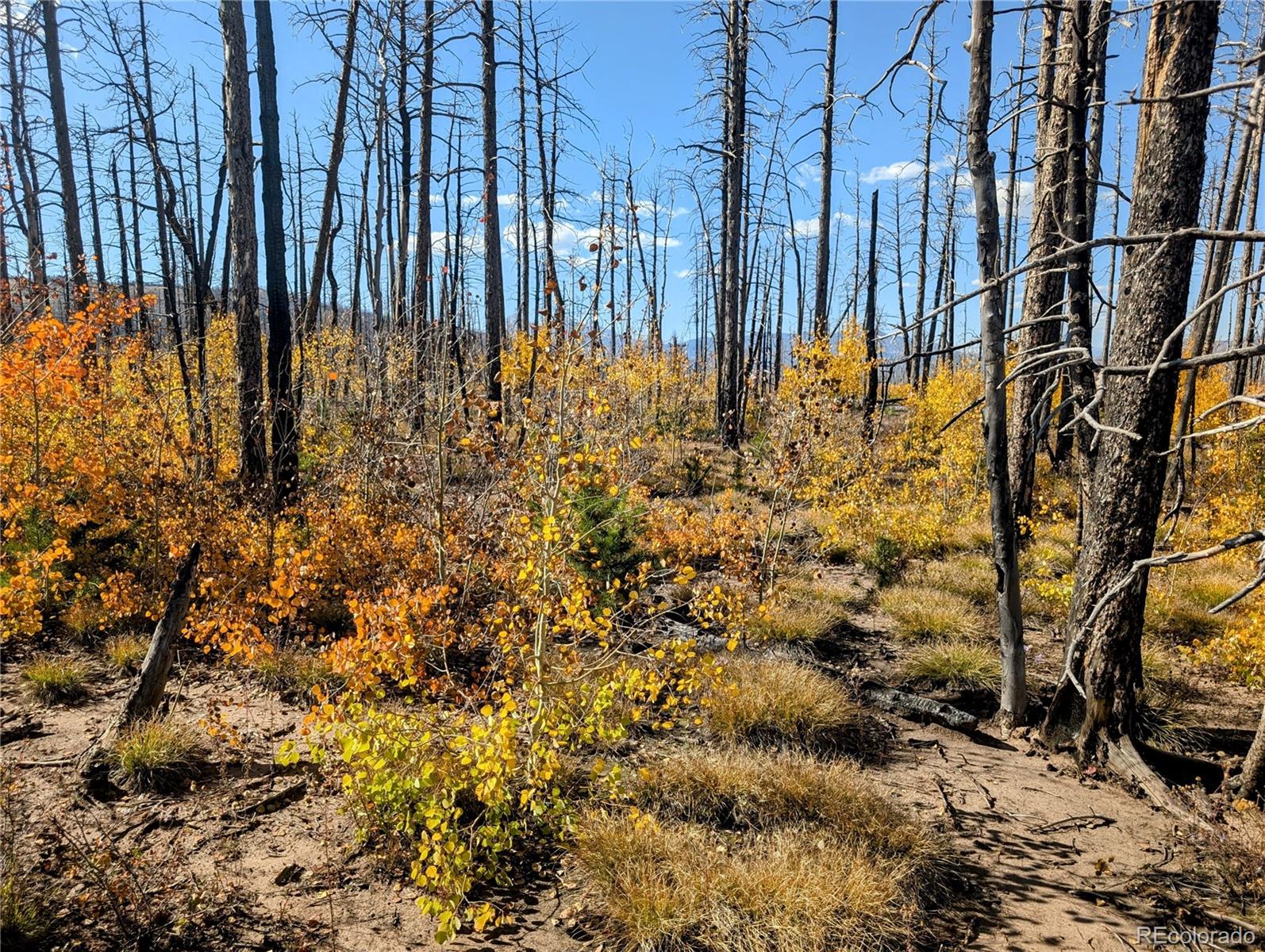 Lot 1368 Kings Lane, Fort Garland, CO 81133, ,Land,For Sale,Kings,REC3900291