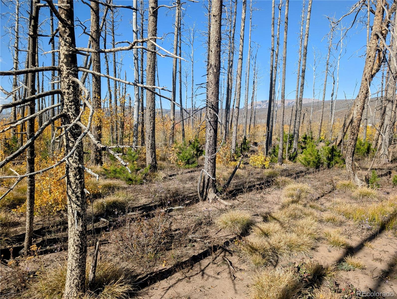 Lot 1368 Kings Lane, Fort Garland, CO 81133, ,Land,For Sale,Kings,REC3900291
