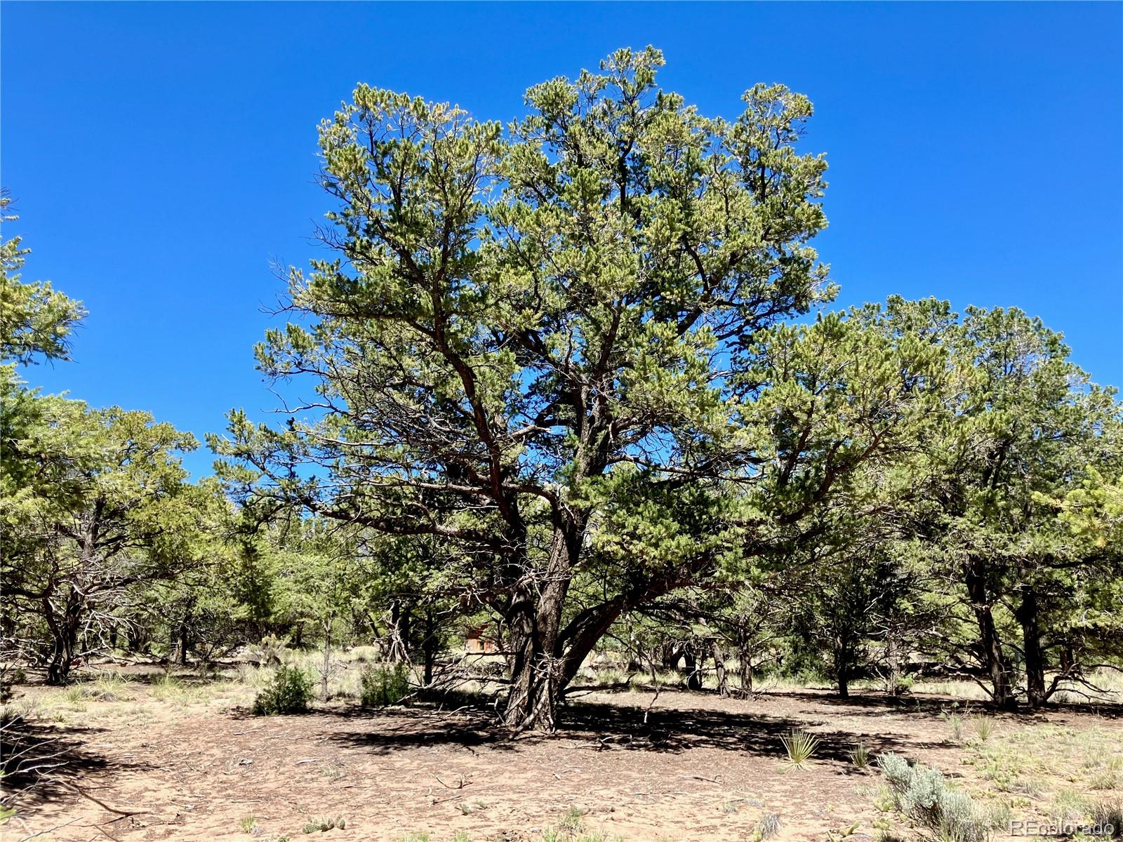 745 Cliffwood, Crestone, CO 81131, ,Land,For Sale,Cliffwood,REC1937421