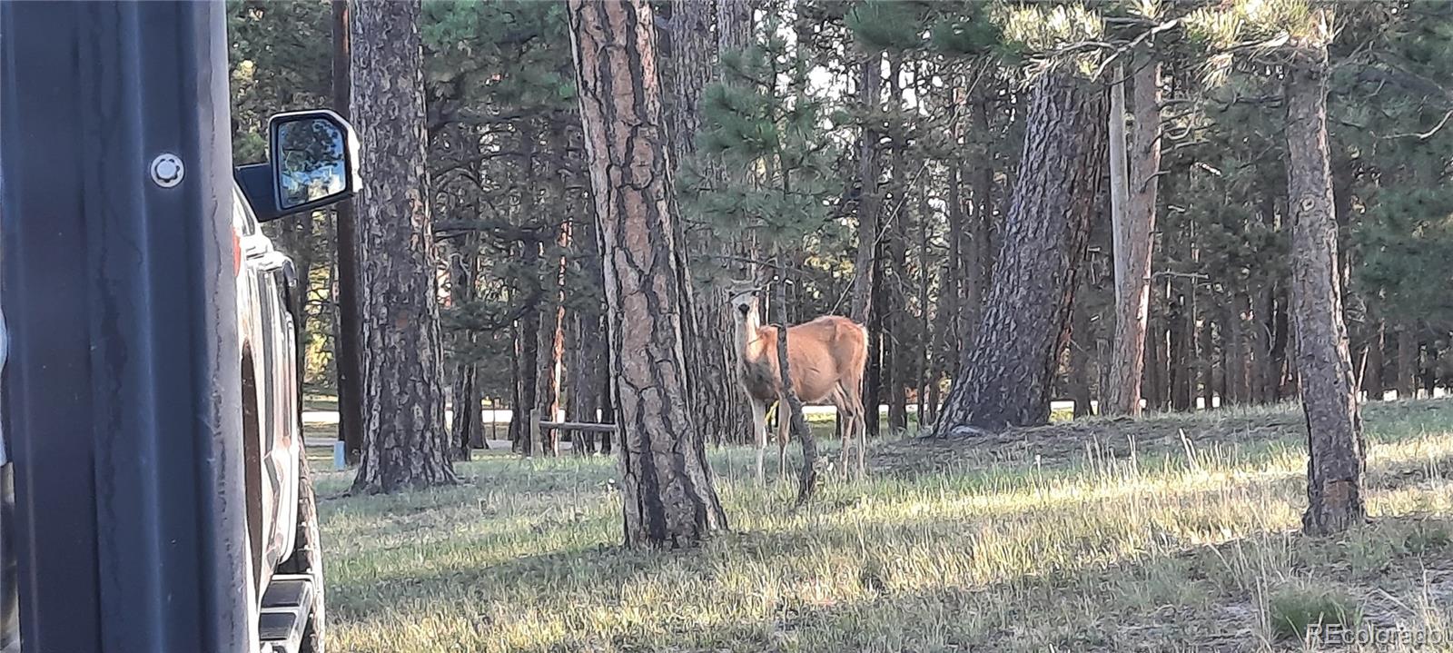 13395 Frank Road, Colorado Springs, CO 80908, ,Land,For Sale,Frank,REC7809487