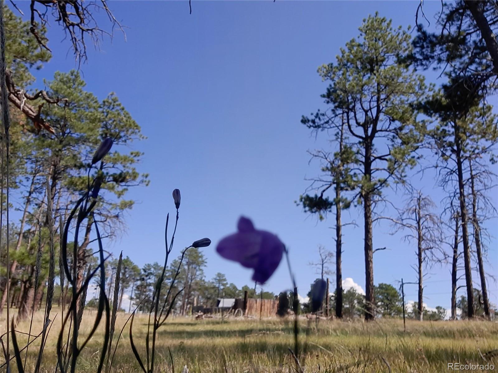 13395 Frank Road, Colorado Springs, CO 80908, ,Land,For Sale,Frank,REC7809487