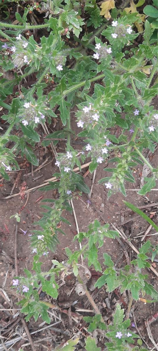 13395 Frank Road, Colorado Springs, CO 80908, ,Land,For Sale,Frank,REC7809487