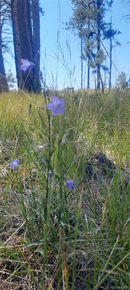 13395 Frank Road, Colorado Springs, CO 80908, ,Land,For Sale,Frank,REC7809487