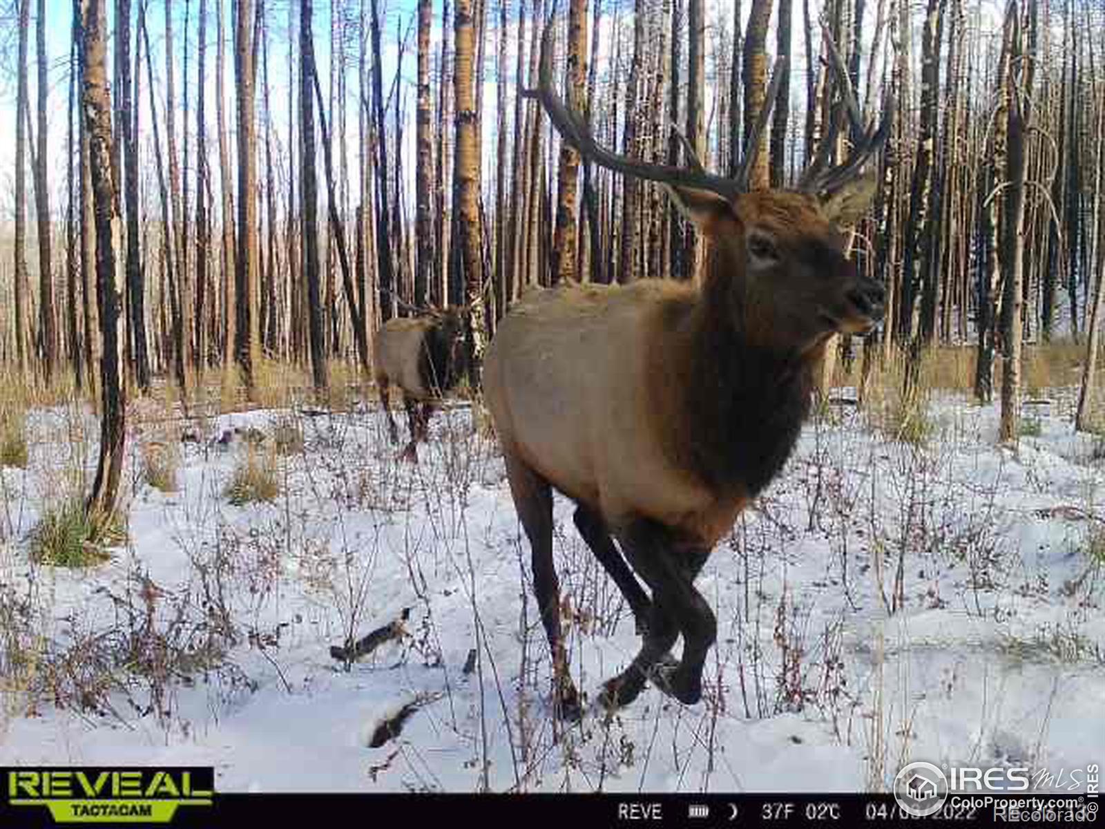 1055 Granite Road, Bellvue, CO 80512, 2 Bedrooms Bedrooms, ,1 BathroomBathrooms,Residential,For Sale,Granite,RECIR1023740